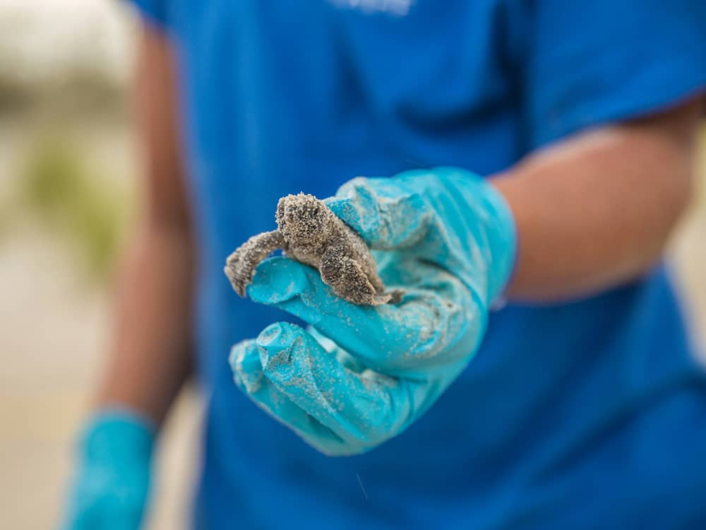 Baby sea turtle