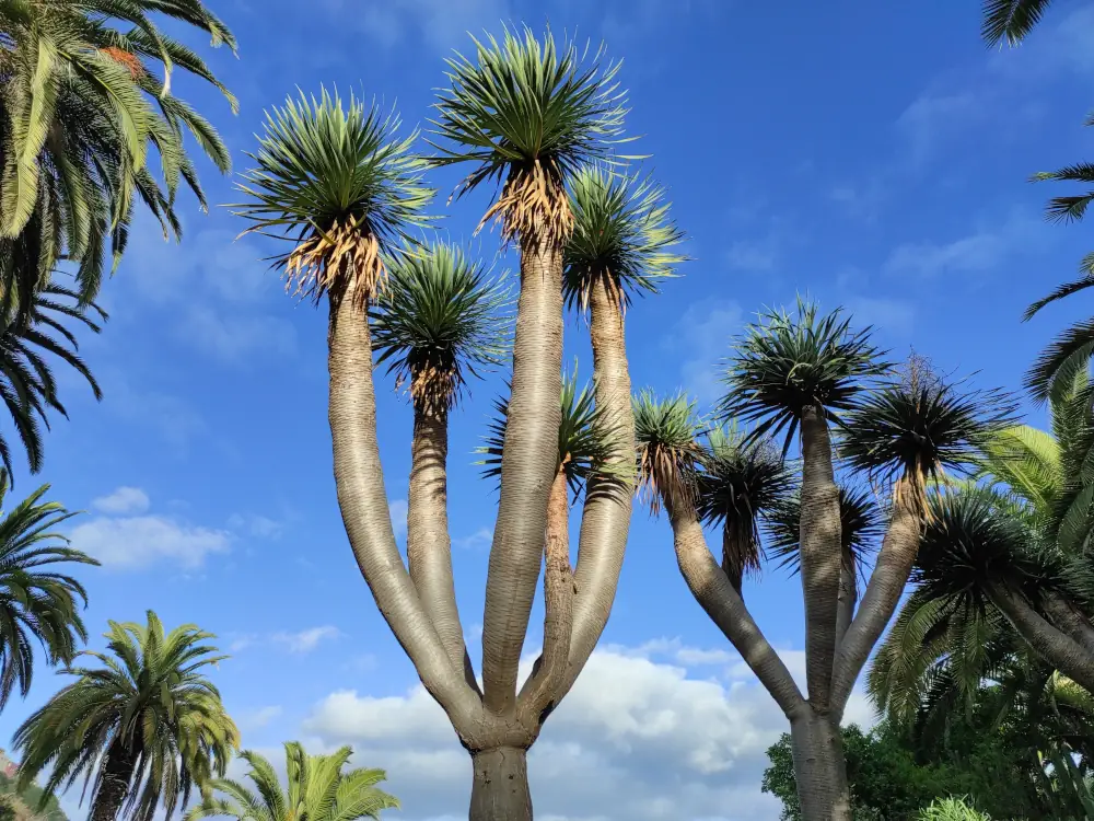 Dragonnier des Canaries (Dracaena draco) aux multiples branches sous un ciel bleu à Tenerife, Îles Canaries, Espagne